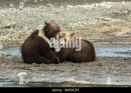 Lustige Braunbär jungen auf dem Ufer der Kurilen-See. Stockfoto