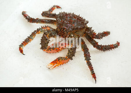 Frisch aufgespießt Kamchatka Königskrabben auf dem Deck der Yacht. Stockfoto