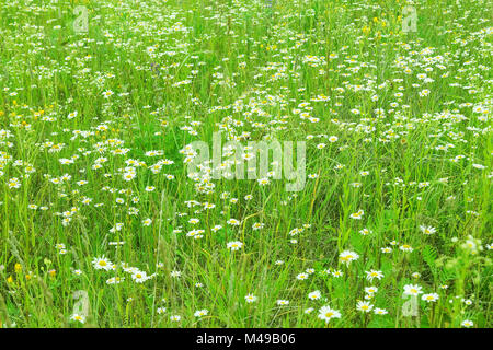 Kamille Feld, Garten, Blumen. Selektiver Fokus auf der Vorderseite. Wild Frühlingswiese mit weißen Kamille Blumen. Stockfoto