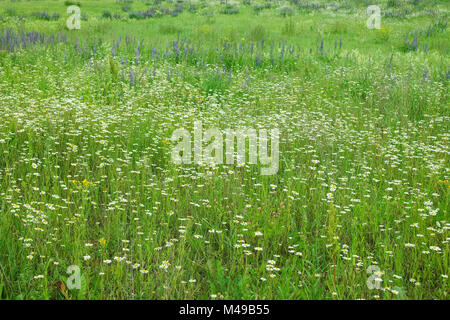 Kamille Feld, Garten, Blumen. Selektiver Fokus auf der Vorderseite. Wild Frühlingswiese mit weißen Kamille Blumen. Stockfoto