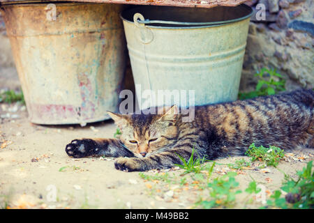 Katze liegend im Freien in der Nähe von Eimern Stockfoto