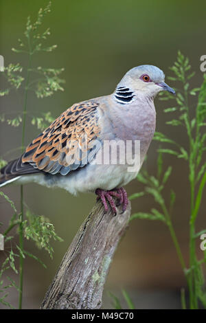 Europäische Turteltaube (Streptopelia Turtur). Putzen. Norfolk. VEREINIGTES KÖNIGREICH. Europäische Rote Liste 2015. Verwundbar. Stockfoto