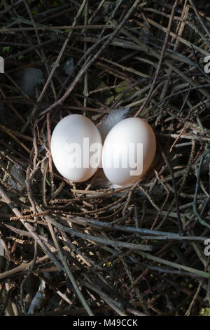 Woodpigeon (Columba palumbus). Nest und typischen Gelege von 2 Eiern. In der Spitze eines Hawthorn Hecke gebaut. Stockfoto