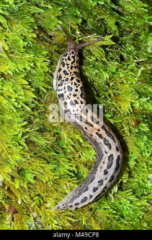 Leopard Slug Limax Maximus Stockfoto