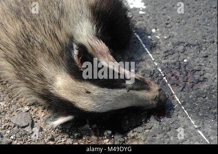 Toten Dachs an der Seite einer Straße in Polen getötet Stockfoto