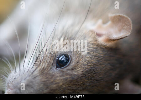 Tote braune Ratte Rattus norvegicus Stockfoto