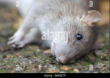 Tote braune Ratte Rattus norvegicus Stockfoto