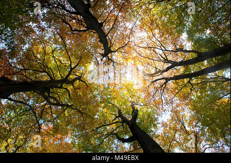 30. Oktober 2012. Sonnige Herbst morgen in Burnham Beeches National Nature Reserve, Bucks, England. Buche (Fagus sylvatica) Bäume Blätter ändern Stockfoto