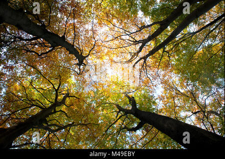 30. Oktober 2012. Sonnige Herbst morgen in Burnham Beeches National Nature Reserve, Bucks, England. Buche (Fagus sylvatica) Bäume Blätter ändern Stockfoto