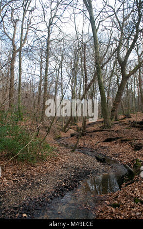 Stream in Burnham Beeches National Nature Reserve in Farnham Common, Buckinghamshire, England. Während der frühen Frühling. Februar 2012. Stockfoto