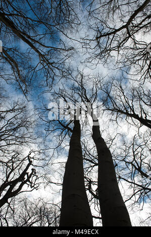 Bäume in Burnham Beeches National Nature Reserve im Winter Stockfoto