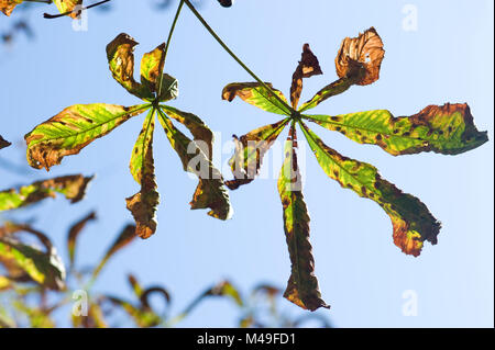 Kranke Rosskastanie Blätter im Herbst, beschädigt durch horse chestnut leaf Insekt-schädling, Cameraria ohridella Miner Stockfoto