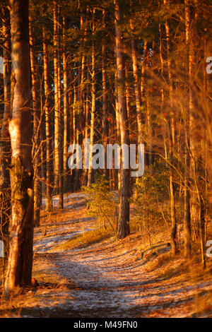 Bild von Bäumen inforest im späten Herbst Stockfoto