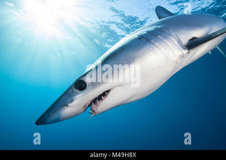 Kurzflossen Mako Shark (Isurus oxyrinchus) Profil Portrait, knapp unter der Oberfläche, an der Westküste von Auckland, Neuseeland, Februar Stockfoto