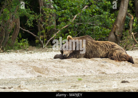 Brauner Bär schlafen sanft auf dem Ufer der Kurilen-See. Stockfoto