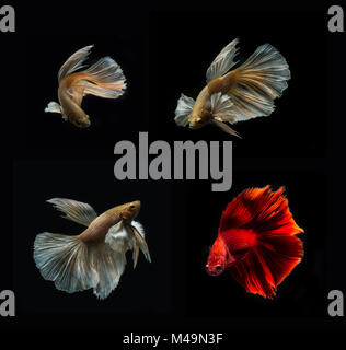 Bekämpfung der Fisch auf schwarzem Hintergrund Sammlung Stockfoto