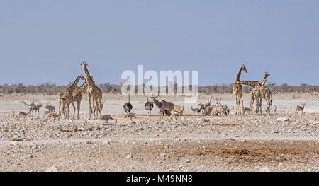 Afrikanische Tierwelt zu einem Wasserloch in der Namibischen Savanne Stockfoto