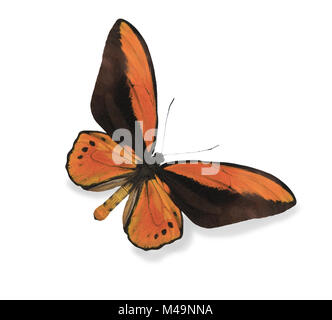 Orange Schmetterling isoliert auf weiss Stockfoto