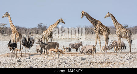 Afrikanische Tierwelt zu einem Wasserloch in der Namibischen Savanne Stockfoto