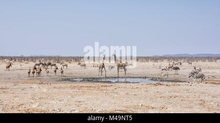 Afrikanische Tierwelt zu einem Wasserloch in der Namibischen Savanne Stockfoto