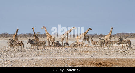 Giraffen und Zebras zu einem Wasserloch in der Namibischen Savanne Stockfoto