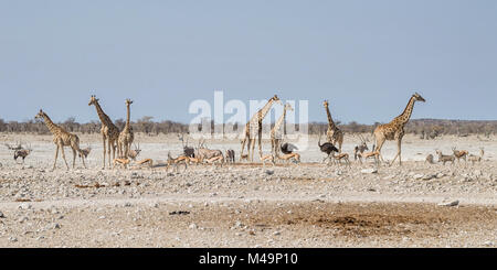 Afrikanische Tierwelt zu einem Wasserloch in der Namibischen Savanne Stockfoto