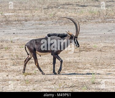 Ein Sable Antilope im Namibischen Savanne Stockfoto