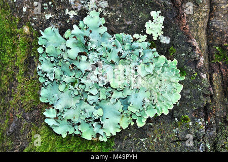 Grüne Schild Flavoparmelia caperata Flechten Stockfoto