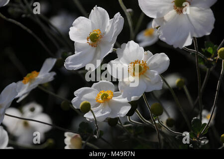 Anemone japonica Honorine Jobert, Japanische Anemone Stockfoto