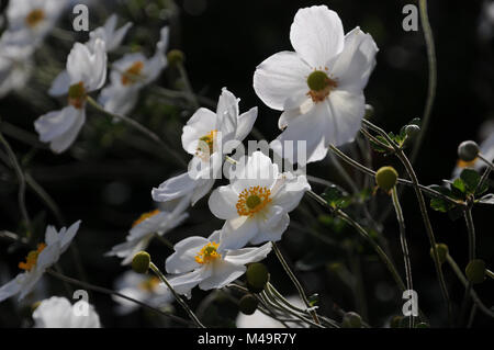 Anemone japonica Honorine Jobert, Japanische Anemone Stockfoto
