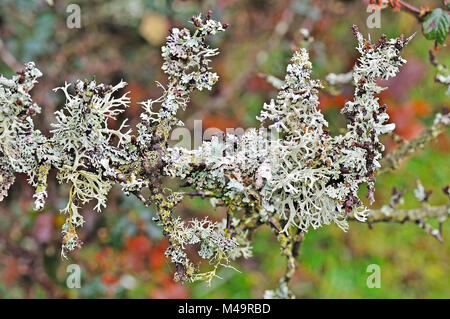 Flechten auf einem Ast, New Forest National Park, Hampshire, England. Stockfoto