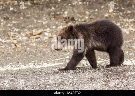 Braunbär jungen auf dem Ufer der Kurilen-See. Stockfoto