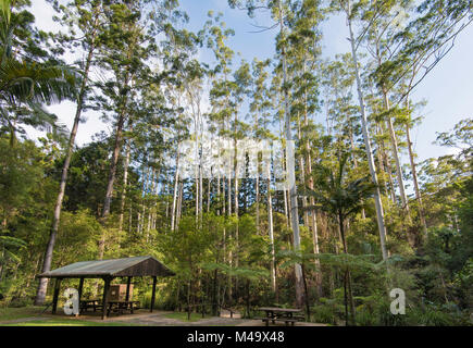 Ein stand von Eucalyptus grandis auch bekannt als die überfluteten Kaugummi oder rose Gummi Bäume im Norden von NSW, Australien Stockfoto