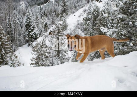 Red Dog, dem Aufstieg einer Snow trail abgedeckt, bis auf Eagle, im Kabinett Bergen, in Sanders County im US-Bundesstaat Montana. Stockfoto