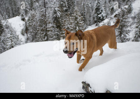 Red Dog klettern auf einem schmalen, verschneiten Trail, Adler, im Kabinett Bergen, in Sanders County im US-Bundesstaat Montana. Stockfoto