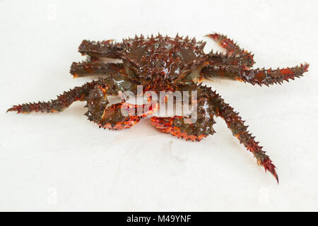 Frisch aufgespießt Kamchatka Königskrabben auf dem Deck der Yacht. Stockfoto