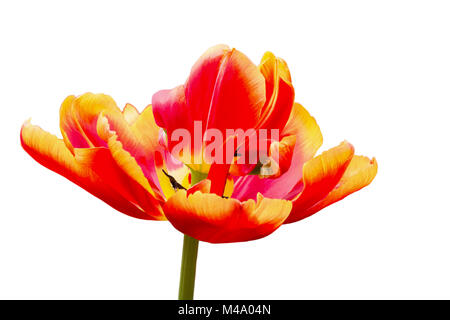 Eine rote mit gelbe Tulpe Blume isoliert auf weißem Hintergrund Stockfoto