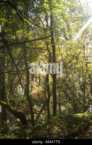 Olchfa Woods, Swansea im Herbst Stockfoto