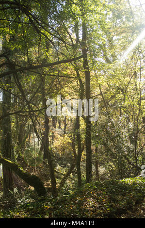 Olchfa Woods, Swansea im Herbst Stockfoto