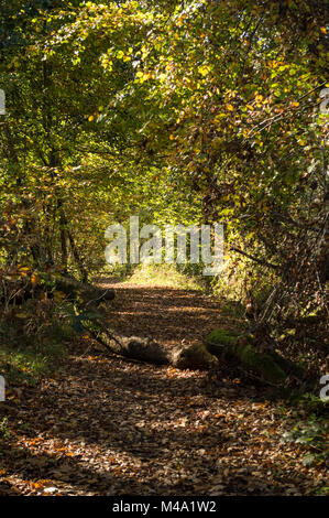 Olchfa Woods, Swansea im Herbst Stockfoto