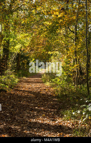 Olchfa Woods, Swansea im Herbst Stockfoto