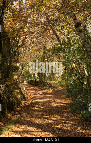 Olchfa Woods, Swansea im Herbst Stockfoto