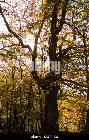 Olchfa Woods, Swansea im Herbst Stockfoto