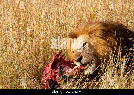 Reife männliche Löwe (Panthera leo) frisst seine Beute, die roten blutigen Rippen der Kadaver eines Büffel, im langen Gras, Masai Mara, Kenia Stockfoto