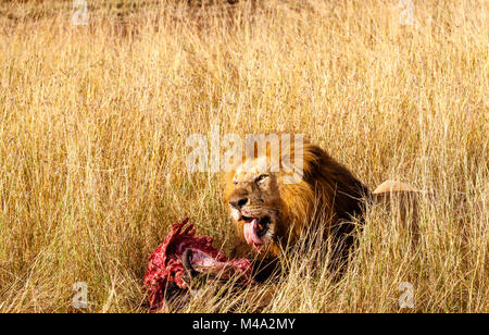 Reife männliche Löwe (Panthera leo) frisst seine Beute, die roten blutigen Rippen der Kadaver eines Büffel, im langen Gras, Masai Mara, Kenia Stockfoto