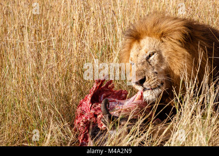 Reife männliche Löwe (Panthera leo) frisst seine Beute, die roten blutigen Rippen der Kadaver eines Büffel, im langen Gras, Masai Mara, Kenia Stockfoto