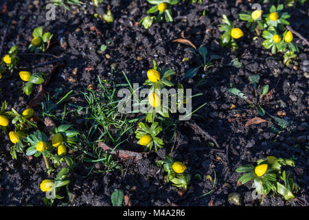 Eranthis hyemalis (Camas) im Februar, Kopenhagen, Dänemark Stockfoto