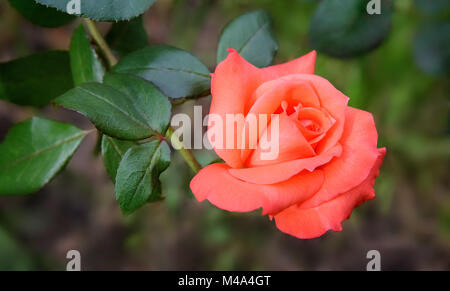 Schöne blühende Rose gegen das Grün der Blätter Stockfoto