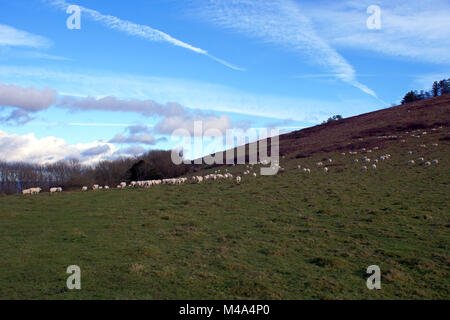 Schafe am Beacon Hill, southdowns Weg, Petersfield/Hampshire, England. Stockfoto