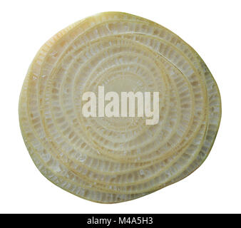 Die Schnittfläche der Bananenstaude auf Weiß isoliert Stockfoto